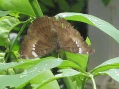 Euthalia aconthea