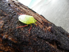 Chlorocoris distinctus