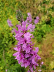 Lythrum salicaria