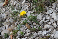 Leontodon biscutellifolius