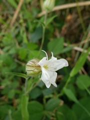Silene latifolia