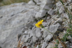 Leontodon biscutellifolius