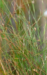 Anthochortus crinalis