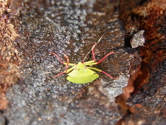 Chlorocoris distinctus