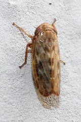 Euscelis incisus