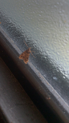 Aglossa disciferalis