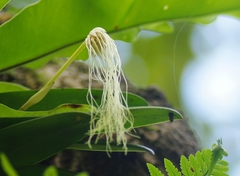 Bulbophyllum medusae