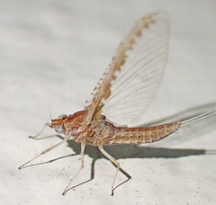 Callibaetis ferrugineus hageni