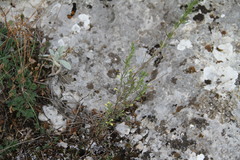 Odontites glutinosus