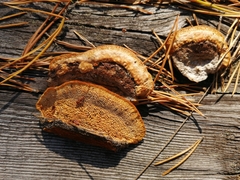 Gloeophyllum protractum