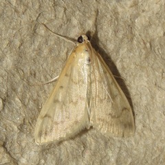 Hahncappsia pergilvalis