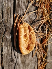 Gloeophyllum protractum