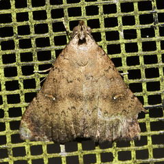 Hypenula cacuminalis