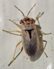 Geocoris pallens