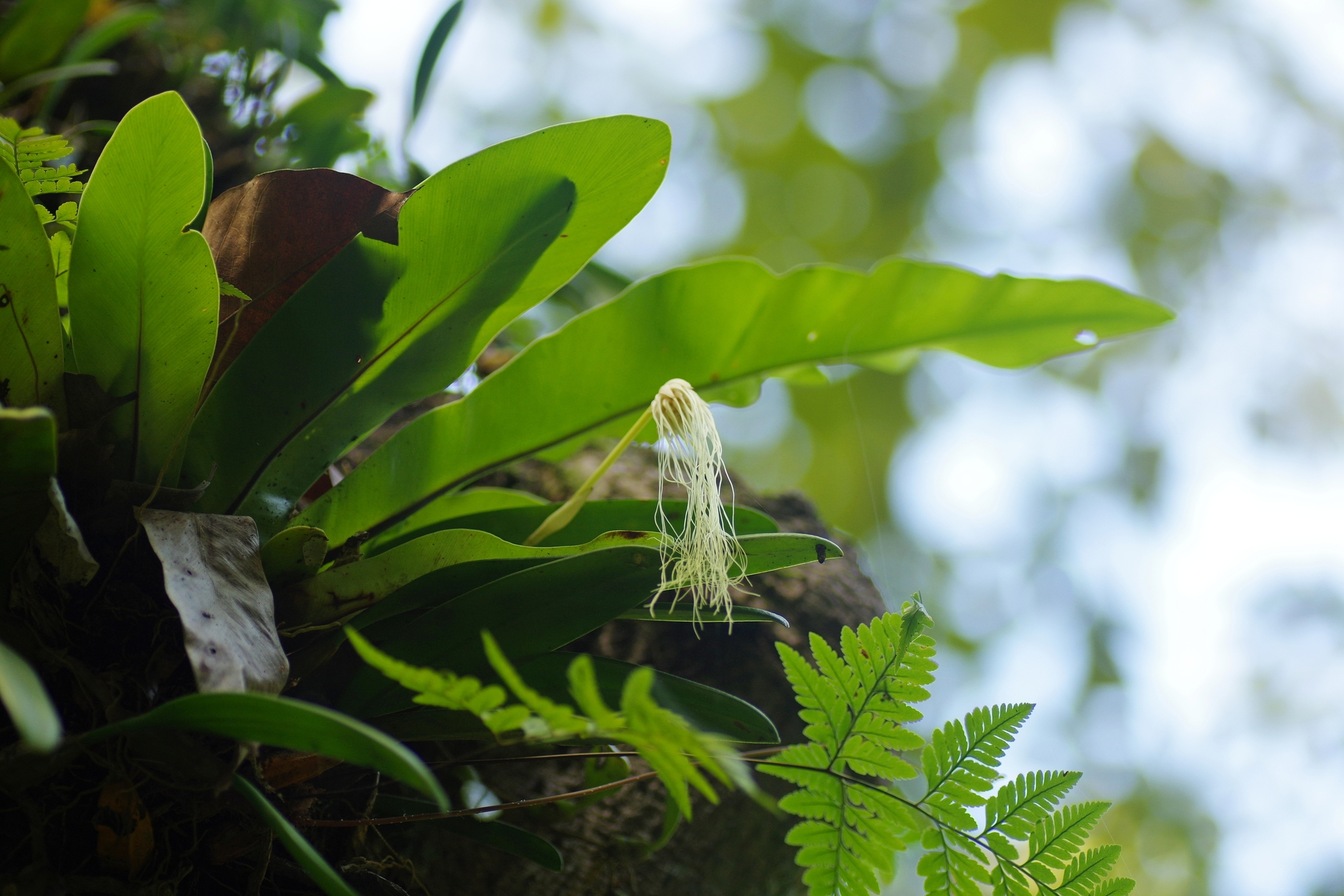 Imagem de Orquídea Medusa