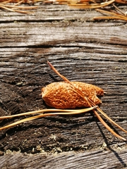 Gloeophyllum protractum