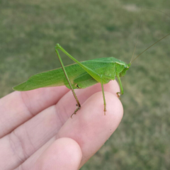 Scudderia curvicauda