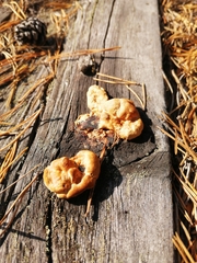 Gloeophyllum protractum