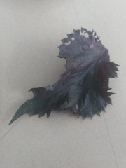 Perilla frutescens