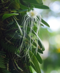 Bulbophyllum medusae