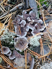 Phellodon confluens