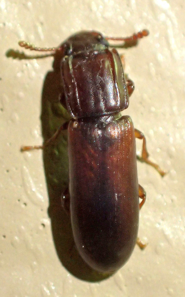 Colydiini