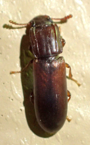 Long Cylindrical Bark Beetle