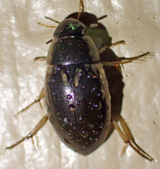 Tropisternus lateralis