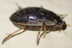 Tropisternus lateralis