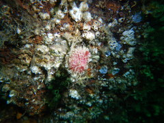 Boltenia villosa