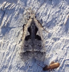 Dichomeris setosella