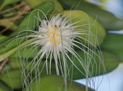 Bulbophyllum medusae