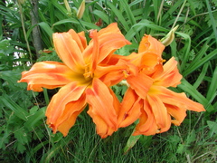 Hemerocallis fulva kwanso