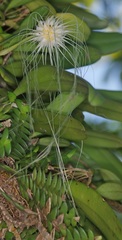 Bulbophyllum medusae