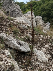 Eremurus spectabilis