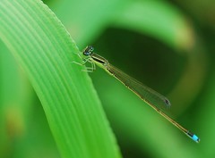 Ischnura asiatica