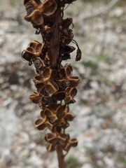 Eremurus spectabilis