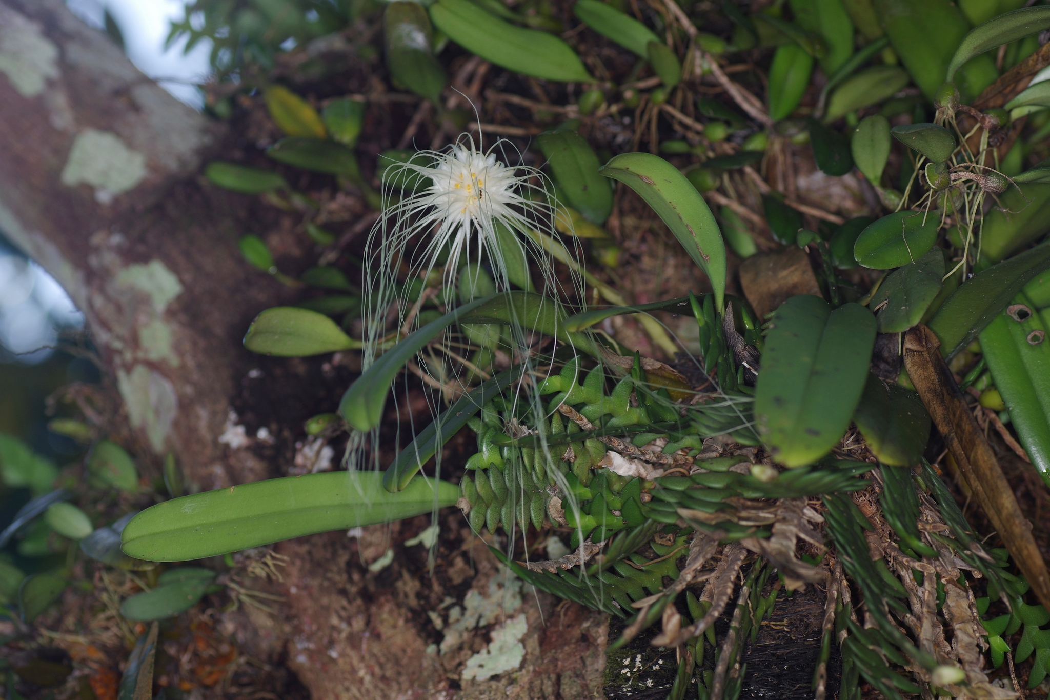 Imagem de Orquídea Medusa