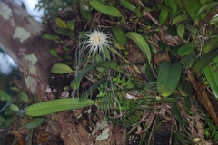 Bulbophyllum medusae
