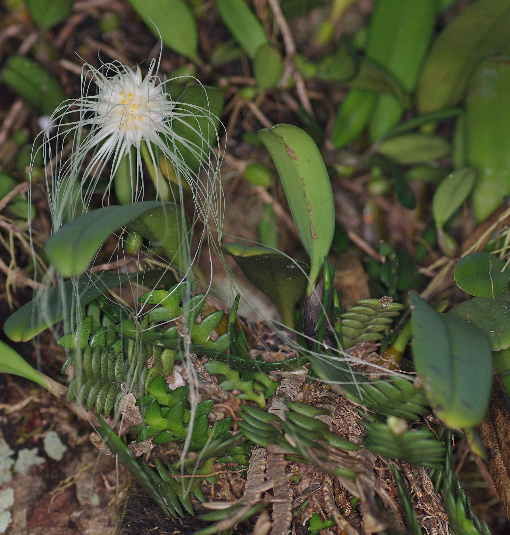 Imagem de Orquídea Medusa