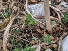 Eremurus spectabilis