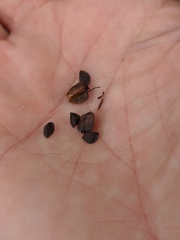 Eremurus spectabilis