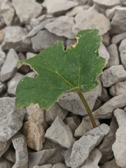 Heracleum ligusticifolium