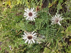 Carlina acaulis