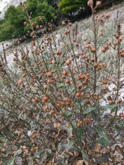 Scrophularia rupestris