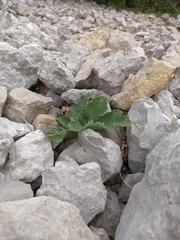 Heracleum ligusticifolium