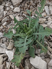 Crepis purpurea
