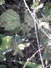 Linyphiidae