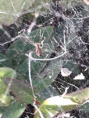 Linyphiidae