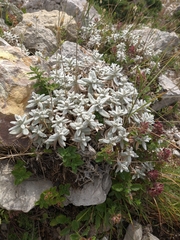 Cerastium biebersteinii